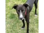 Adopt Luffy a Whippet, Labrador Retriever