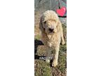 Adopt Frosty a Standard Poodle