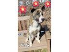 Adopt Nick a Akita