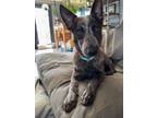 Adopt Phoenix a Australian Cattle Dog / Blue Heeler