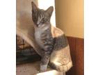 Adopt TrailMix a American Shorthair