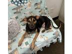 Adopt Three Paws a German Shepherd Dog