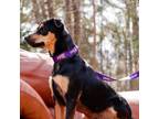 Adopt Max a Miniature Pinscher