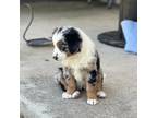 Miniature Australian Shepherd Puppy for sale in Brooksville, FL, USA