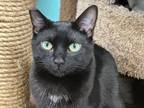 Adopt Raven (bonded to Pepper) a Domestic Short Hair