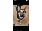 Adopt Zeus a German Shepherd Dog