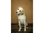 Adopt Shadow a Yellow Labrador Retriever, Hound