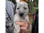 Adopt Callen a Australian Cattle Dog / Blue Heeler, Labrador Retriever