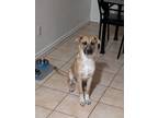 Adopt MAX a German Shepherd Dog, Mixed Breed