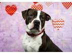 Adopt Duncan a American Staffordshire Terrier