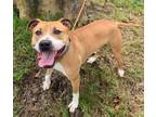 Adopt Fred a Mixed Breed