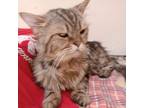Adopt Skype-MY a Maine Coon, Persian