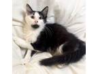 Adopt Domino a Domestic Medium Hair