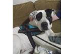 Adopt Whopper a American Staffordshire Terrier