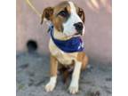 Adopt Canelo a American Staffordshire Terrier