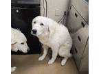 Adopt Mike a Great Pyrenees