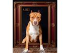 Adopt Asher a Pit Bull Terrier