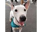 Adopt LUCIO a Bull Terrier