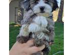 Shih-Poo Puppy for sale in Manheim, PA, USA