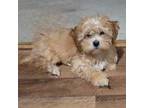 Shih-Poo Puppy for sale in Manheim, PA, USA