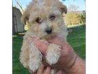 Shih-Poo Puppy for sale in Manheim, PA, USA