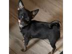 Chihuahua Puppy for sale in Walterboro, SC, USA