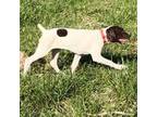 German Shorthaired Pointer Puppy for sale in Morgantown, IN, USA