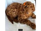 Goldendoodle Puppy for sale in Salem, OR, USA