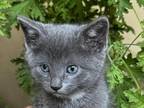 Male Gray Kitten