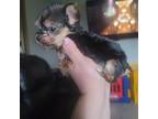 Yorkshire Terrier Puppy for sale in Gilbert, AZ, USA