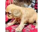 English Toy Spaniel Puppy for sale in Greenville, SC, USA
