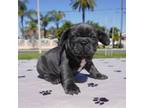 French Bulldog Puppy for sale in Los Angeles, CA, USA
