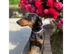 Doberman Pinscher Puppy for sale in Durham, NC, USA