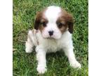 Cavalier King Charles Spaniel Puppy for sale in Mize, MS, USA