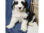 Chester-Bernese water dog