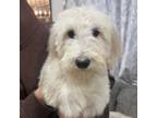 Goldendoodle Puppy for sale in North Highlands, CA, USA
