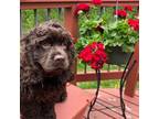 Cocker Spaniel Puppy for sale in Park Rapids, MN, USA