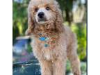 Poodle (Toy) Puppy for sale in Sacramento, CA, USA