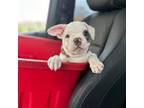 French Bulldog Puppy for sale in Shingle Springs, CA, USA