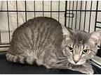 Lucky, Willow Grove, Pa (fcid# 07/05/2023-19), Domestic Shorthair For Adoption