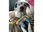 Mama Kelce, American Pit Bull Terrier For Adoption In Kansas City, Missouri