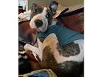 Phoenix, American Pit Bull Terrier For Adoption In Johnston, Rhode Island