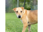 Chuck, Labrador Retriever For Adoption In Tyler, Texas