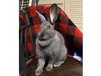 Boo Bunny, Silver Fox For Adoption In Westford, Massachusetts