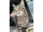 Parker, Domestic Shorthair For Adoption In Newport News, Virginia