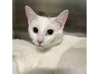 Armin, Domestic Shorthair For Adoption In Menands, New York