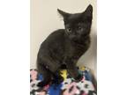 Cricket, Domestic Shorthair For Adoption In Milpitas, California