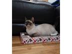 Lilly, Snowshoe For Adoption In Napa, California