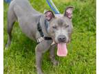 Howie, American Staffordshire Terrier For Adoption In Hamilton, New Jersey