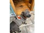 Mia, American Pit Bull Terrier For Adoption In Lexington, Kentucky